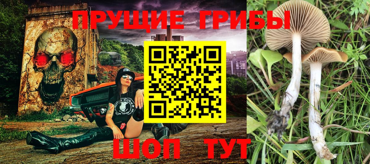 Псилоцибиновые грибы Cubensis Истра